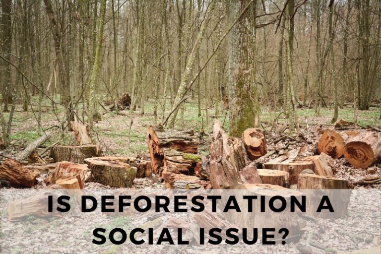 10 Reasons Why Deforestration is a Social Issue